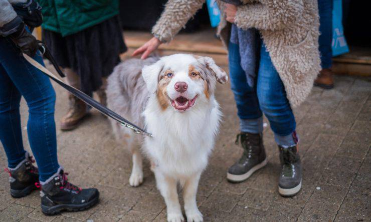 stimolare intelligenza cane