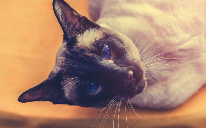 Come Si Dice Gatto Nel Carbone In Finlandese