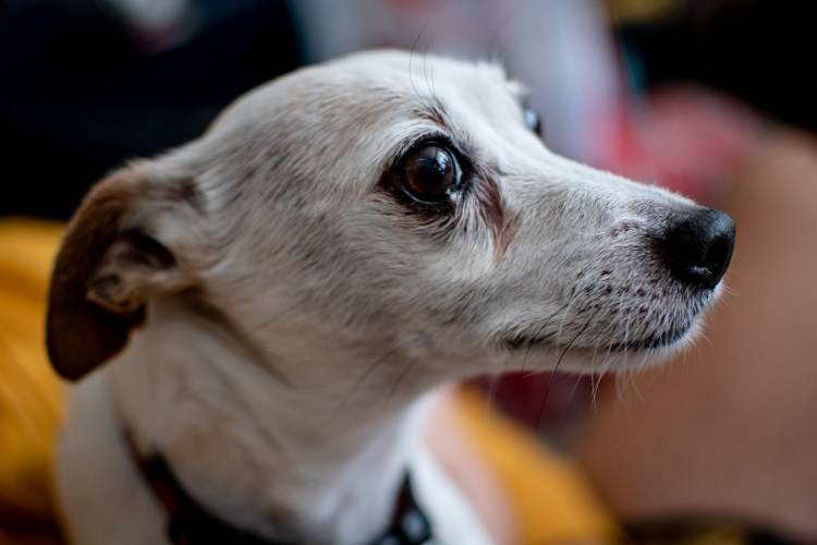 sintomi panico cane