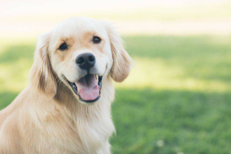 Tosare il pelo del cane