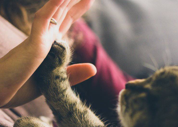 Cucciolo più adatto gatto può mangiare la banana