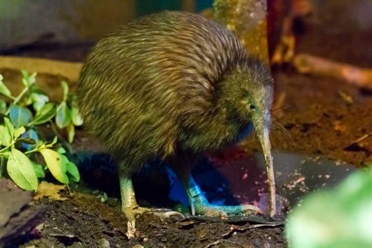 kiwi uccello non vola