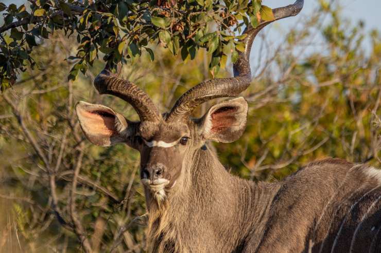 kudu maggiore