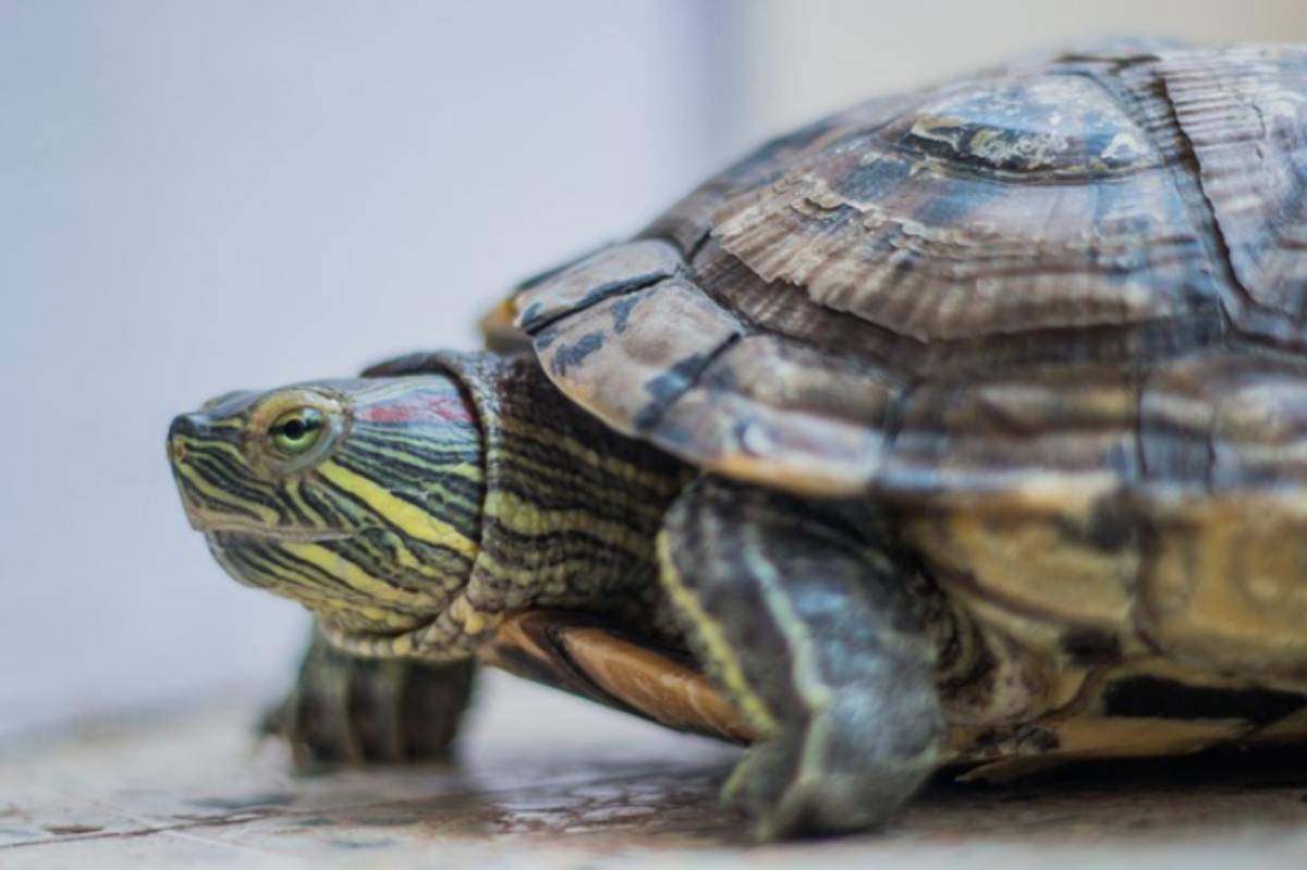 Quanto Dura Una Tartaruga D Acqua