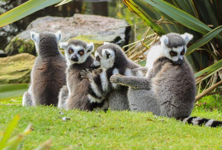 curiosità sui lemuri lemure