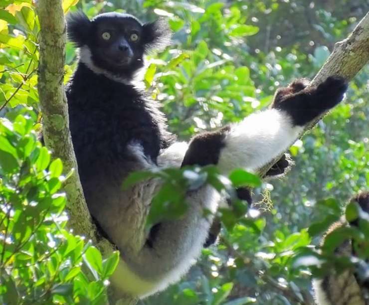 lemure indri