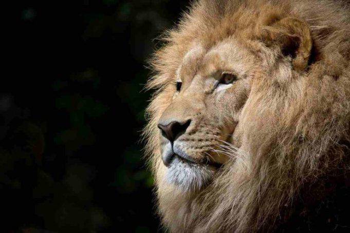 Perchè Il Leone è Il Re Della Foresta