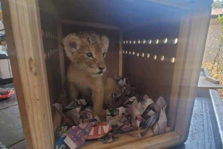 leone scatola aeroporto Messico