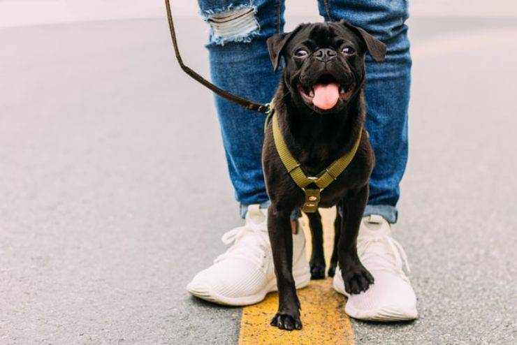 esercizi mentali cane