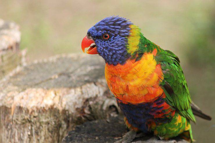 pappagallo lori arcobaleno