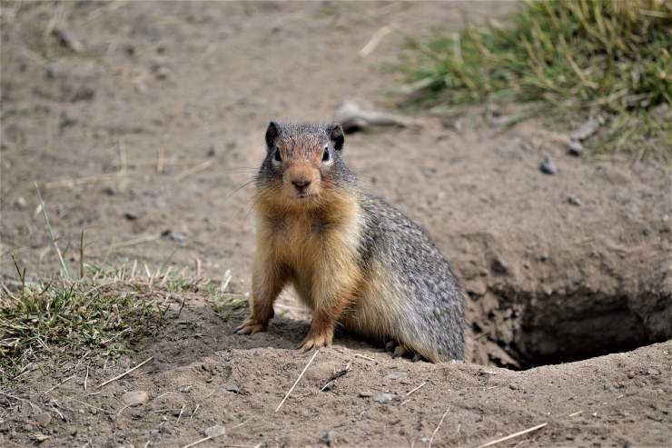 marmotta fuori dalla tana