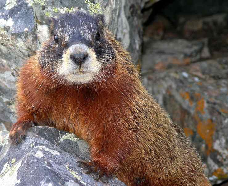 marmotta