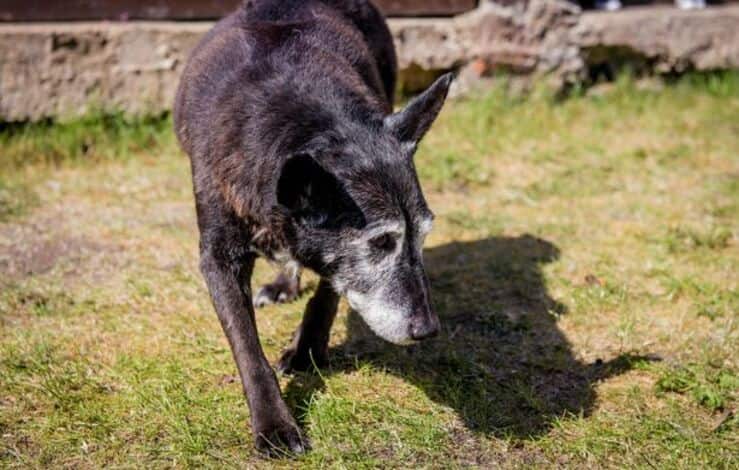 Maximus il cane anziano