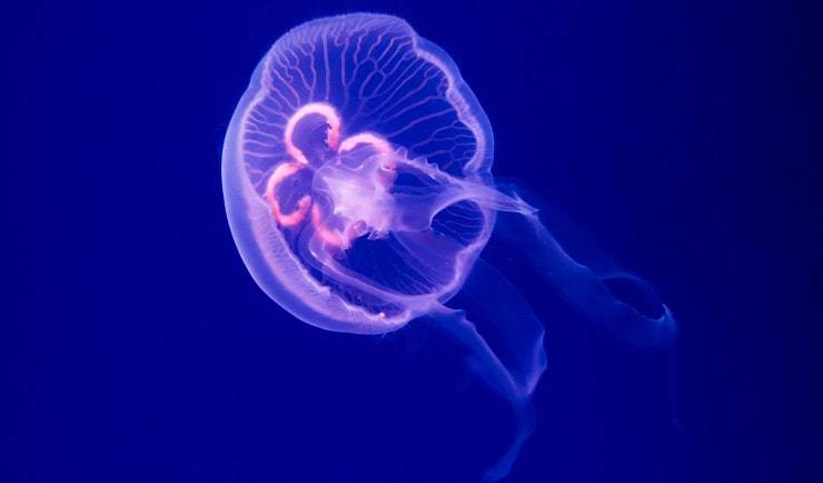 Curiosità dal mondo animale medusa