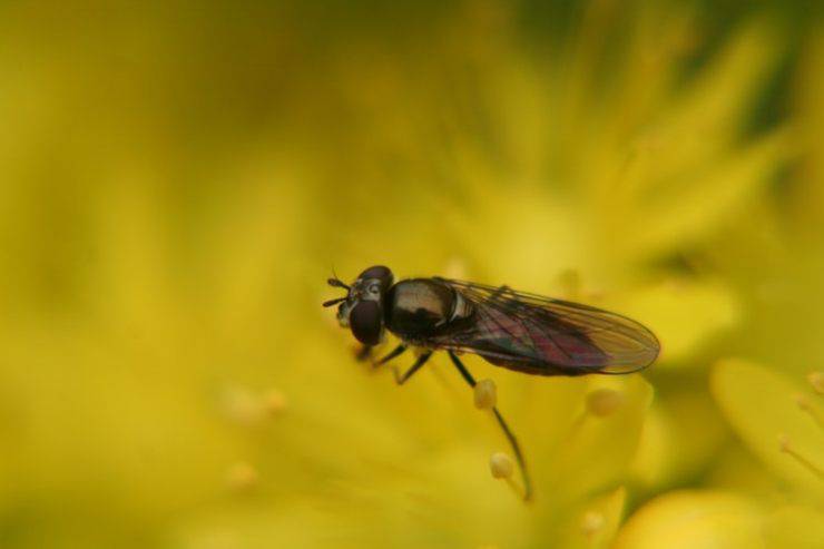 moscerini luce giallo