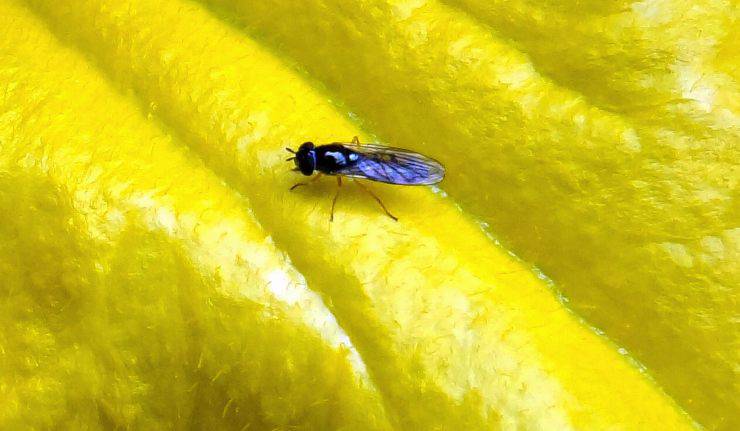 moscerini luce giallo