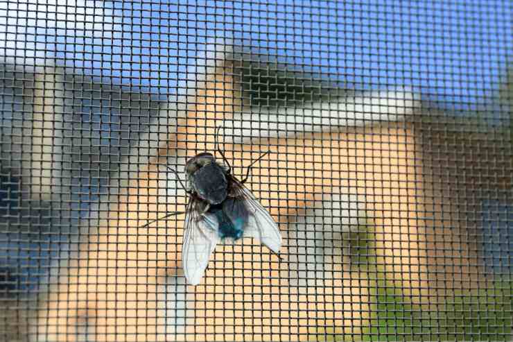 La mosca non scivola sul vetro