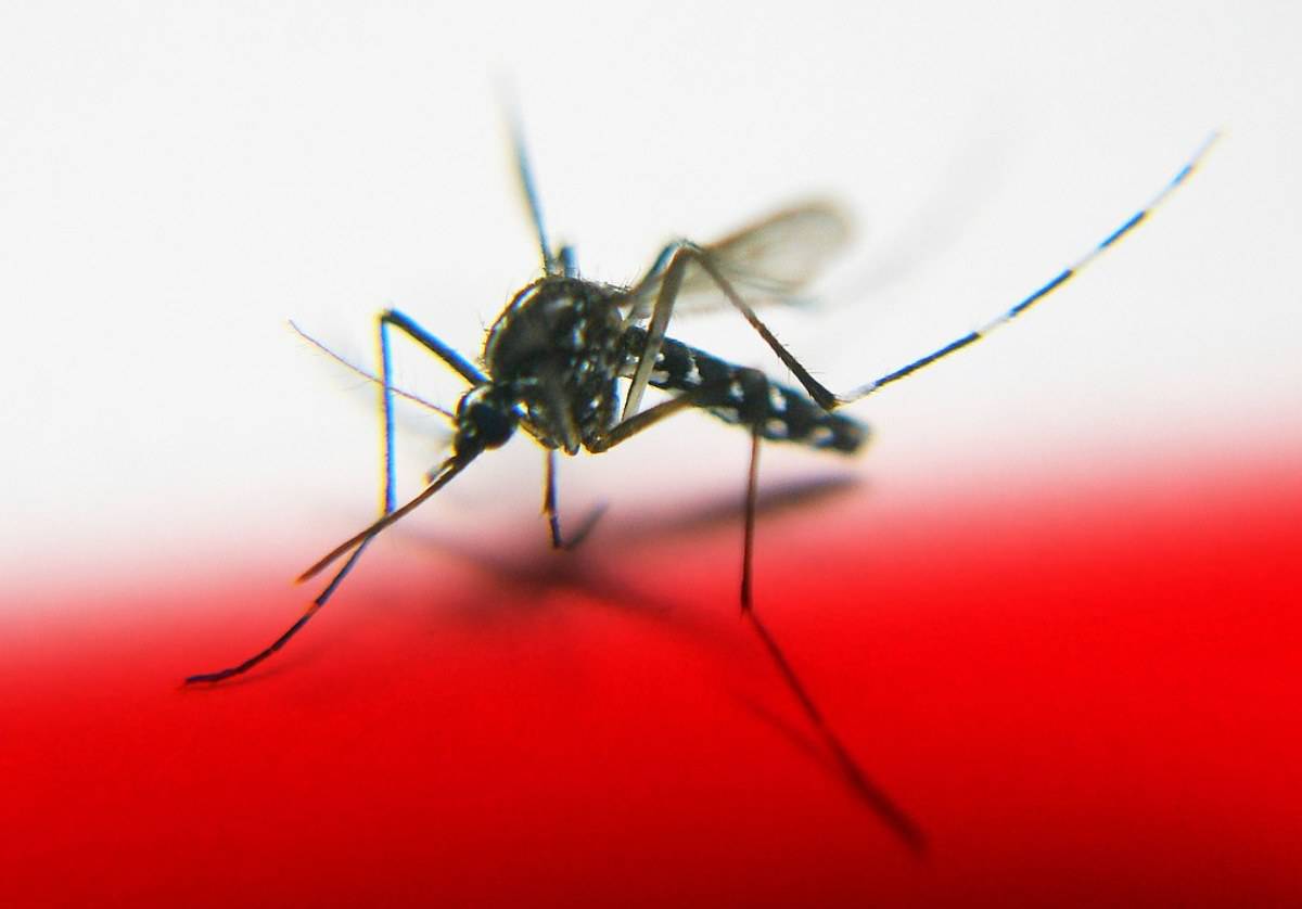 Gli insetti più fastidiosi al mondo