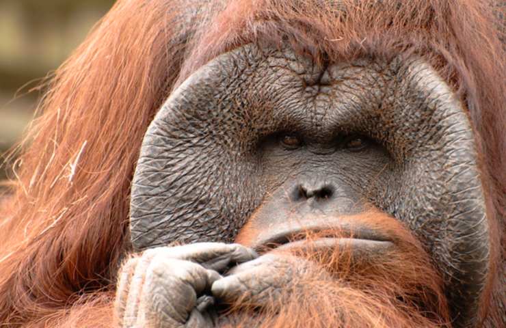 Curiosità sugli oranghi 
