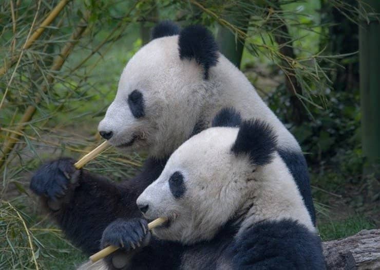 panda dopo 10 anni si accoppiano 
