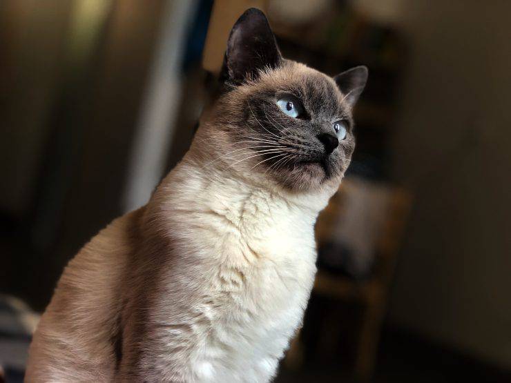 siamese