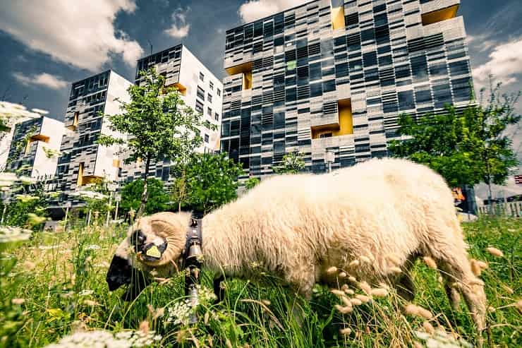 pecore in città