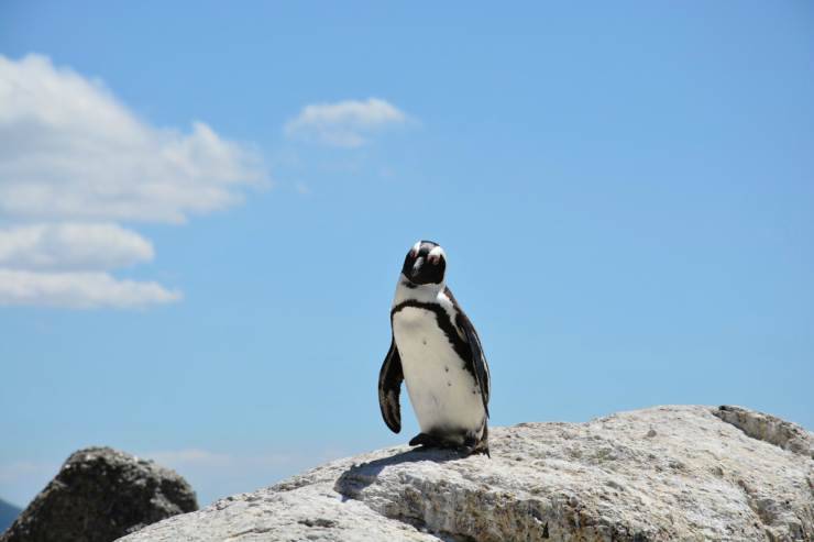 Il pinguino coraggioso (Foto Pixabay)