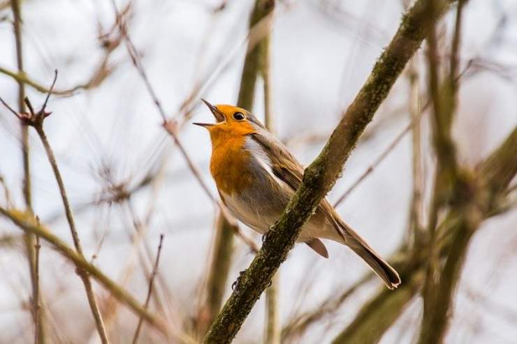 perche gli uccelli cantano all alba