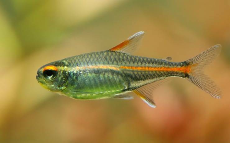 pesce Hemigrammus