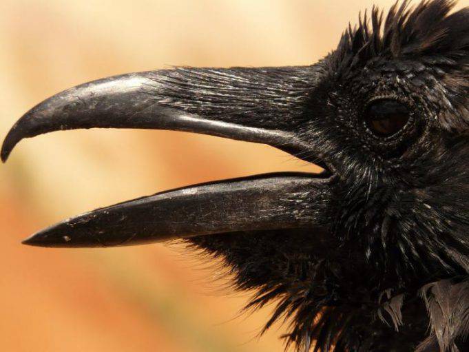 10 Fatti Interessanti Sul Corvo Questo Intelligentissimo Uccello