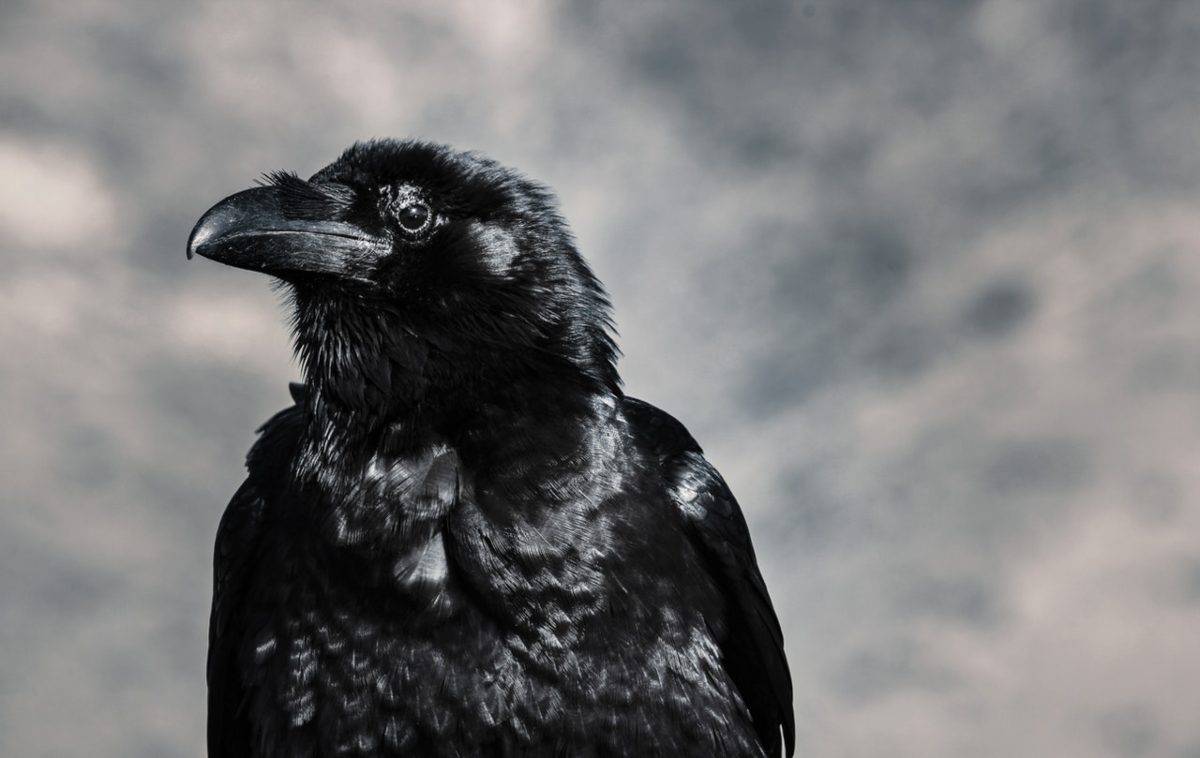 10 Fatti Interessanti Sul Corvo Questo Intelligentissimo Uccello