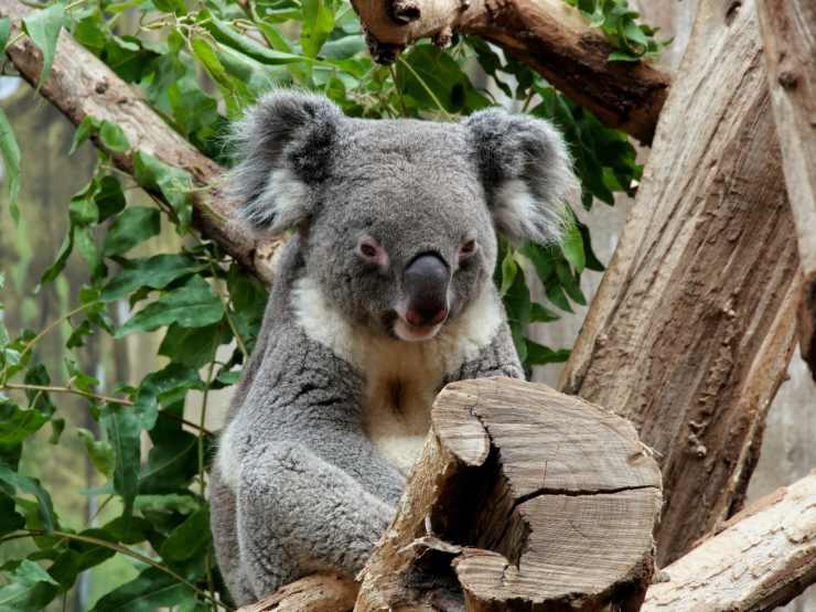 impronte digitali dei koala