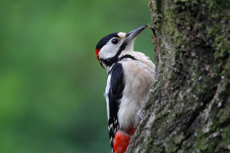 picchio male testa