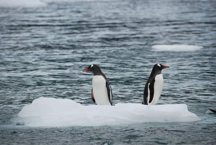 come fanno i pinguini a resistere al freddo