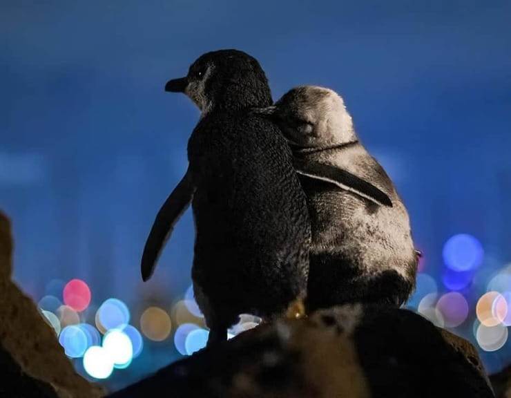 Foto pinguini abbracciati