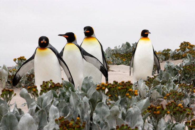 pinguini pinguino uccelli che non volano