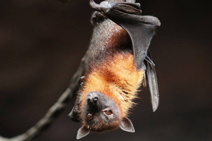 pipistrello animali con l’udito migliore