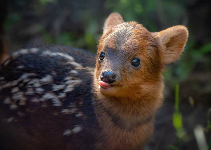 pudu cervi piccoli specie di cervidi