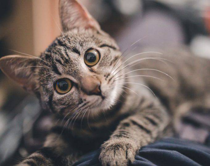 Best Cat Breeds For Beginners Pet Rescue Blog