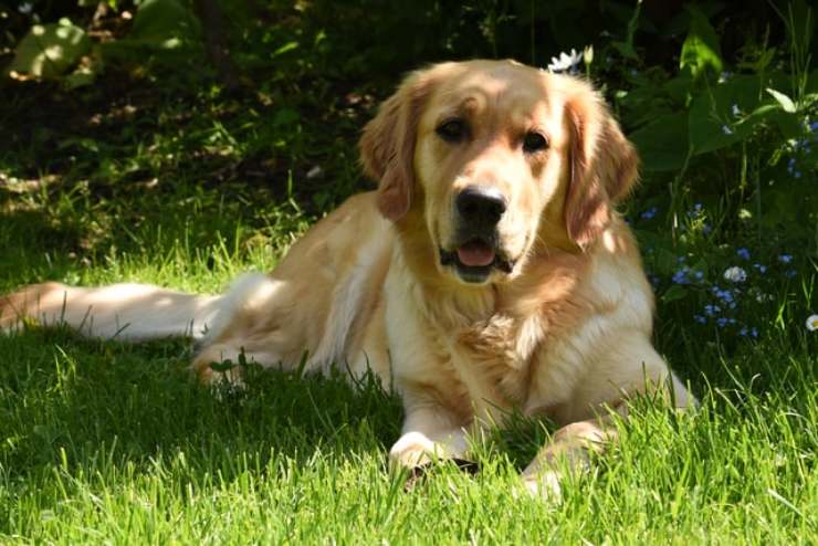 cane in giardino