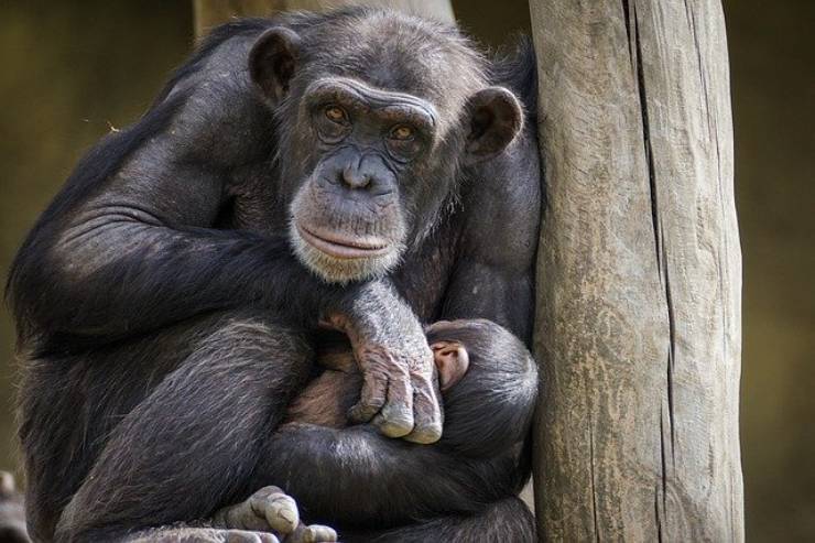 similitudini e differenze tra uomo e scimpanzé