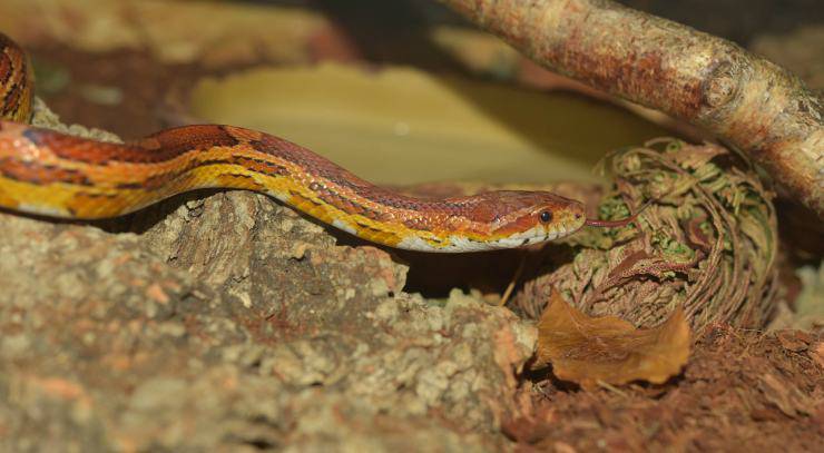 Serpente nel suo habitat naturale