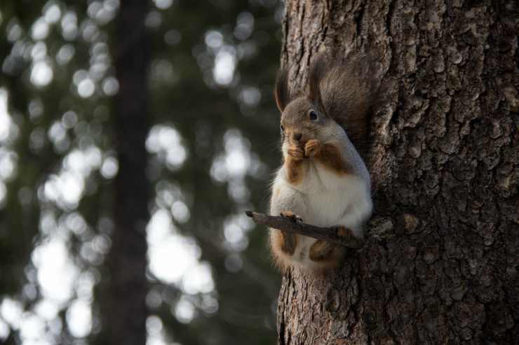 Lo scoiattolo che mangia le nocciole (Foto Pixabay)