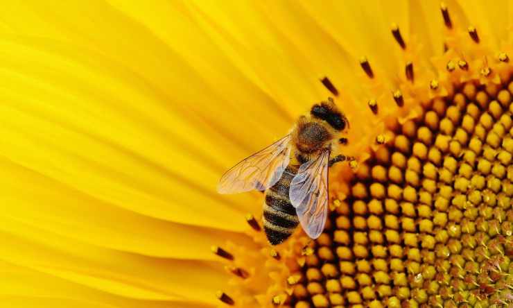 L'ape laboriosa (Foto Pixabay)