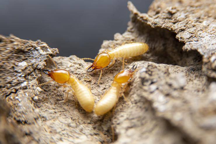 termite termiti