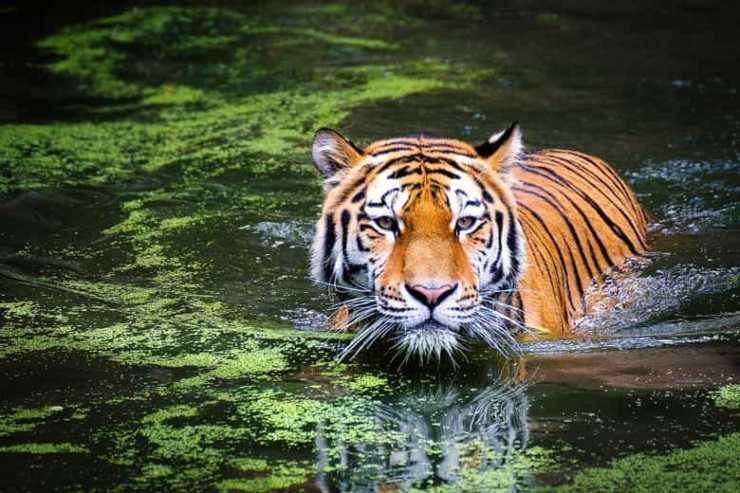 La tigre ama l'acqua