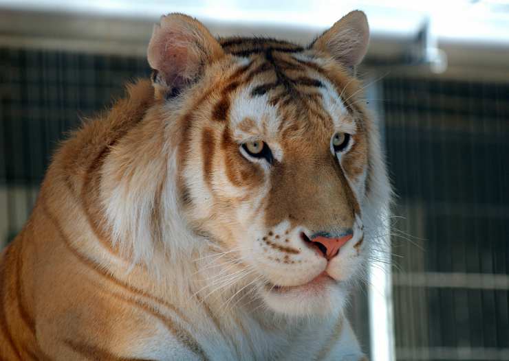Caratteristiche della tigre (Foto Pixabay)