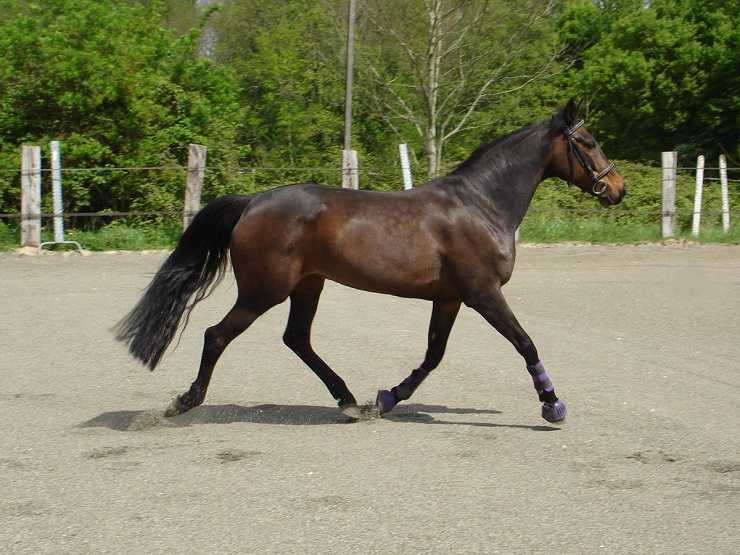 Cavallo Trottatore Le Principali Razze Del Trotter In Tutto Il Mondo