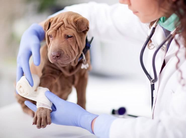 veterinario e shar-pei