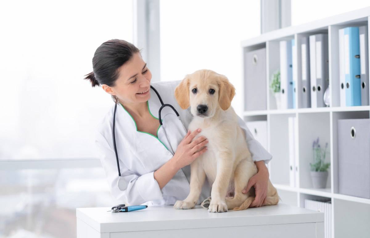 Si Può Dare Enterogermina Al Cane